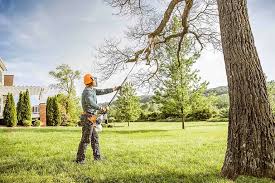 Trusted Moraga, CA Tree Services Experts