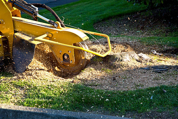 Lawn Grading and Leveling in Moraga, CA